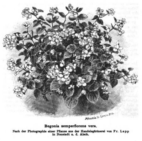 B. ‘Vera’